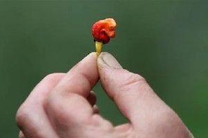 龍息辣椒有多恐怖？一顆能辣到休克，廚師都不敢用手摸！
